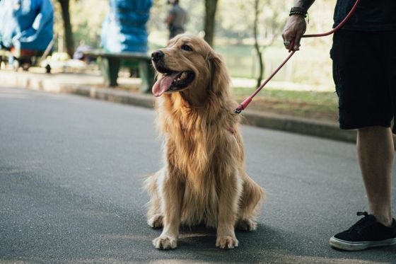 Community Dog Walk.jpg