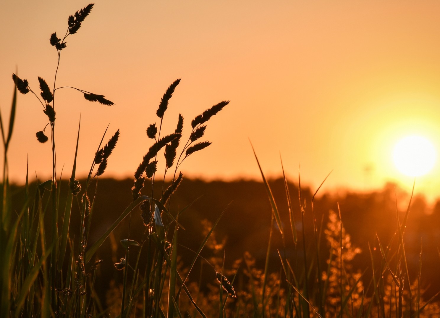 sunset.jpg